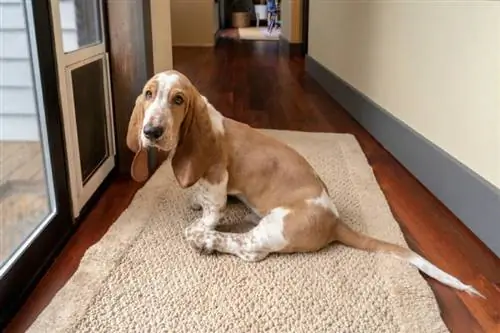 cão basset hound esperando por uma porta