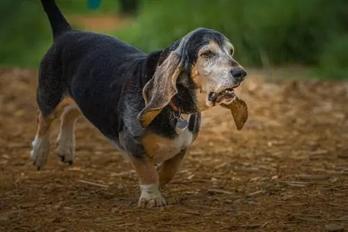 senior bassethund