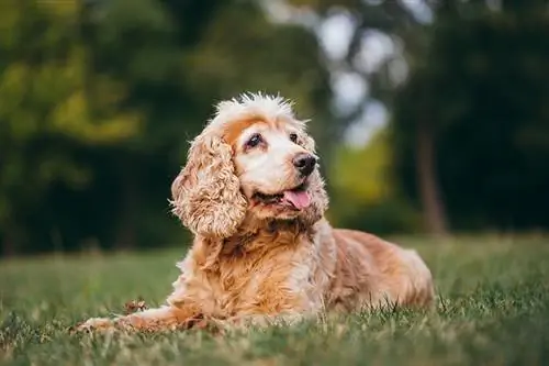 Çimlerin üzerinde kıdemli yavru horoz İspanyol köpek