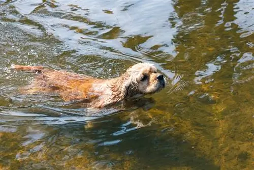 perro cocker spaniel americano nadando en el agua