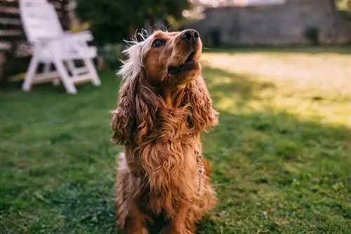 cocker spaniel hund sitter på gräset