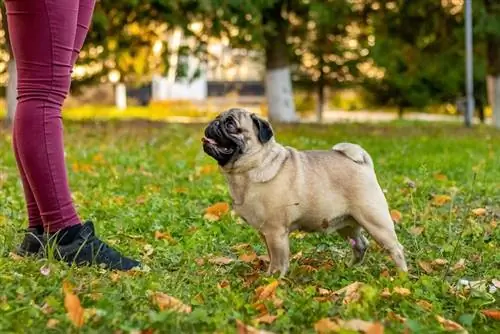 Mopsas stovi ant žolės