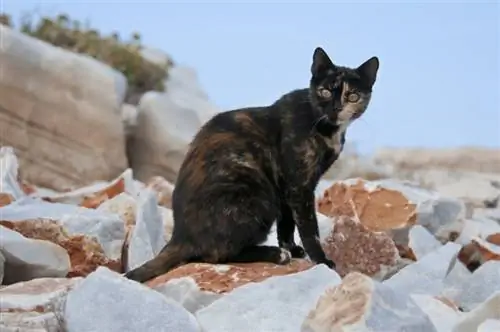 Combien de temps vivent les chats écaille de tortue ? Durée de vie moyenne, données &