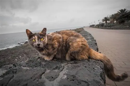 chat écaille près de la mer