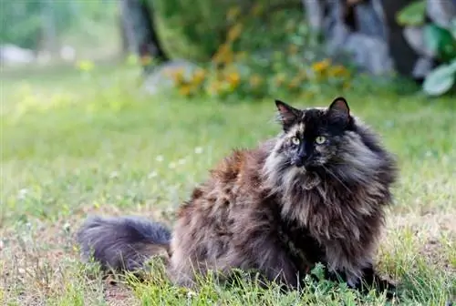 chat des forêts norvégiennes en écaille de tortue