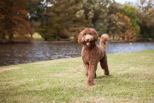 labradoodle