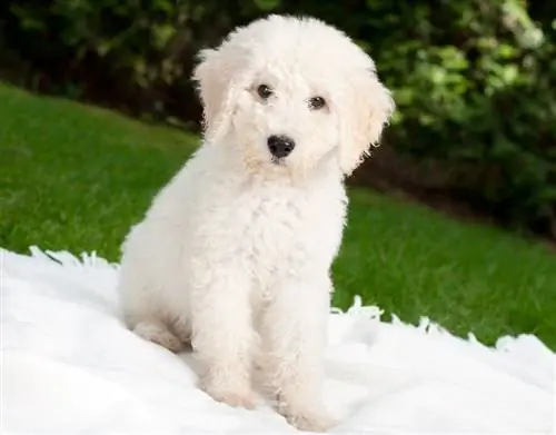 labradoodle puppy