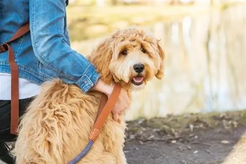 Labradoodle og kvinne utenfor i parken