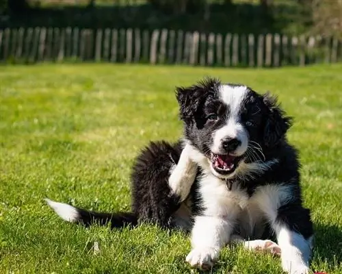 catelus border collie