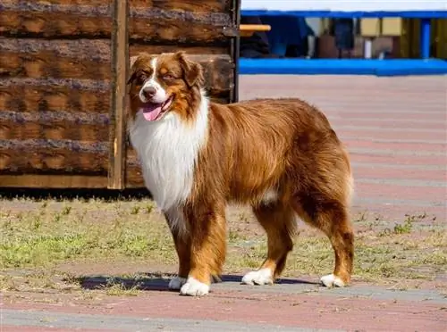 border collie vermelho