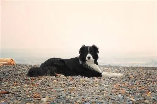 collie de la frontera