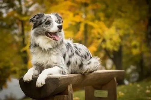 Бордер-колли Blue Merle лежит на скамейке