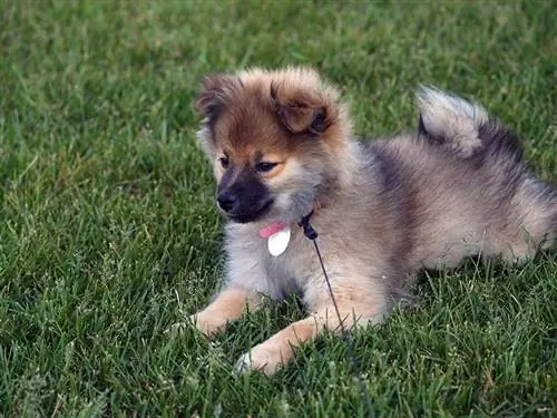 Chiot Pomeranian Wolf Sable âgé de 3 mois portant sur l'herbe