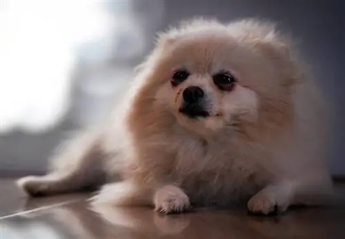 perro pomerania de aspecto cansado