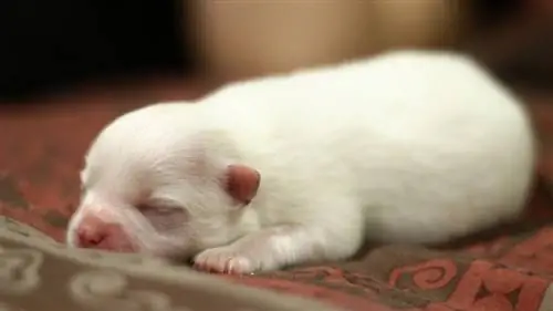 cachorrinho da pomerânia com uma semana