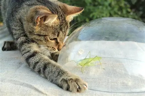 gatto e cavalletta