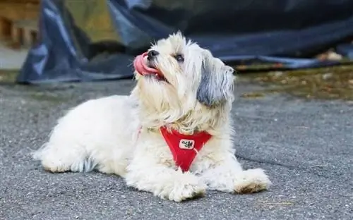 havanese yuxarı baxır