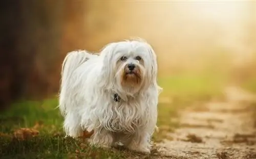 Langhaariger Havaneser-Hund im Freien