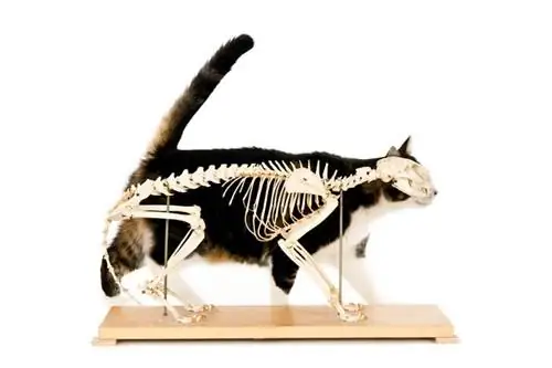 Hvor mange knogler har katte? En kats skeletanatomi (med billeder)