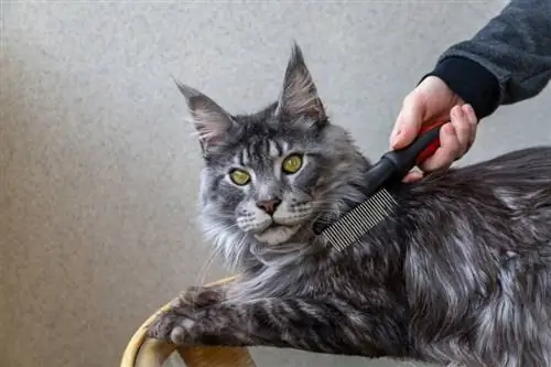 peinando la piel de un gato maine coon