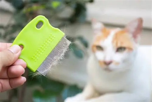 Close-up hand met kam van huisdierenborstel met kattenbont klomp of plukje wol na het verzorgen