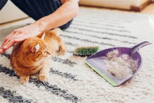 Tapijt van kattenhaar met borstel thuis schoonmaken