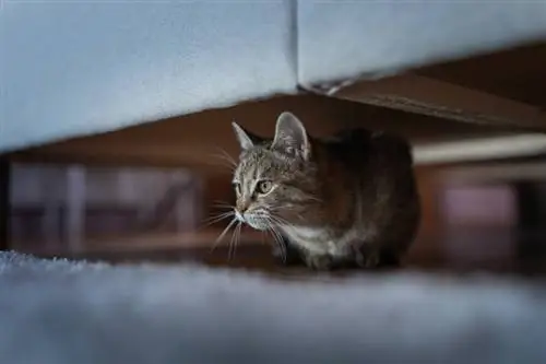 närbild av liten söt tabby katt gömmer sig under soffan hemma