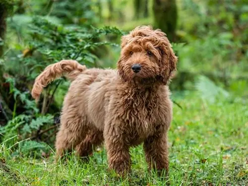 cockapoo in het bos