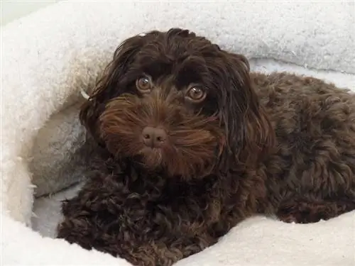 cockapoo puppy liggend op een hondenbed