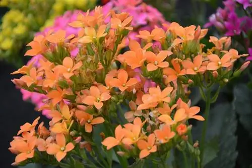 Kalanchoe