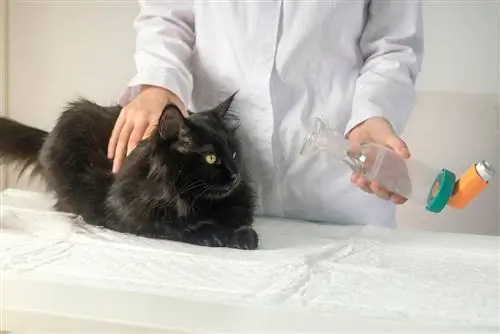 veterinario dándole a gato un inhalador