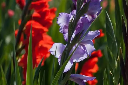 Bulaklak ng Gladiolus