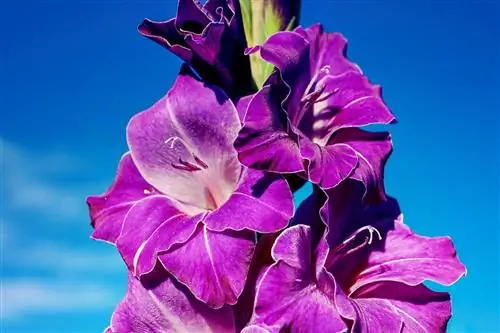 flor de gladíolo