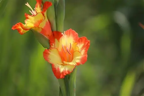 Nakakalason ba ang Gladiolus sa Mga Pusa? Panatilihing Ligtas ang Iyong Pusa