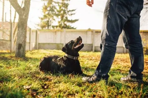 entrenamiento de perros al aire libre