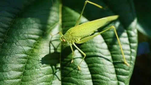 Kunnen katten insecten eten? Door dierenartsen beoordeelde gezondheidsgids &