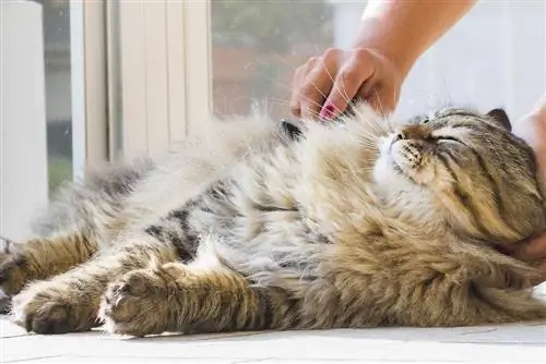 Adorável gato de cabelos compridos em tempo de escovação, macho siberiano