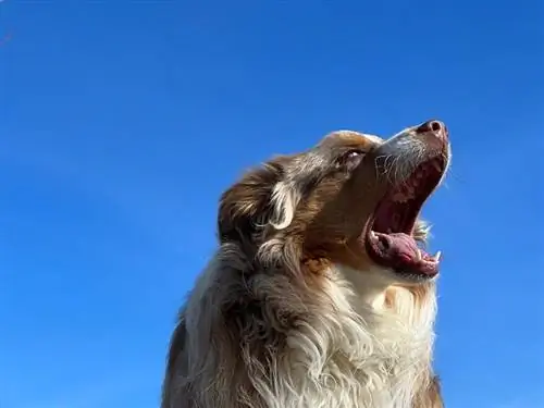 câine ciobănesc australian urlând