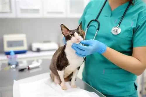 gato e veterinário