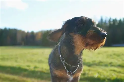 çöldə dachshund itinin yaxını