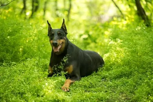 pastore dobermann