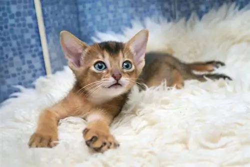 mèo con Abyssinian