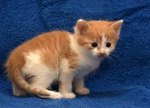 European shorthair na kuting