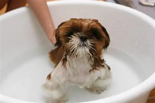 shih tzu tomando un baño