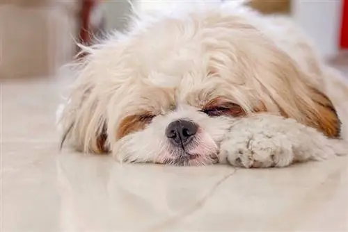 shih-tzu durmiendo