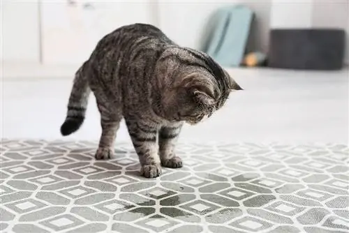 Katze schaut auf ihr Pinkeln auf dem Teppich