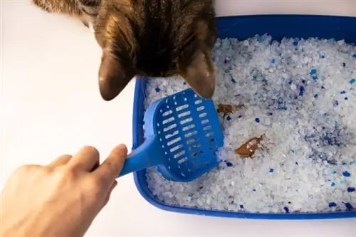 Katze schaut auf die Katzentoilette