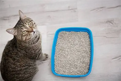 Kaibig-ibig na pusa malapit sa litter tray sa loob ng bahay