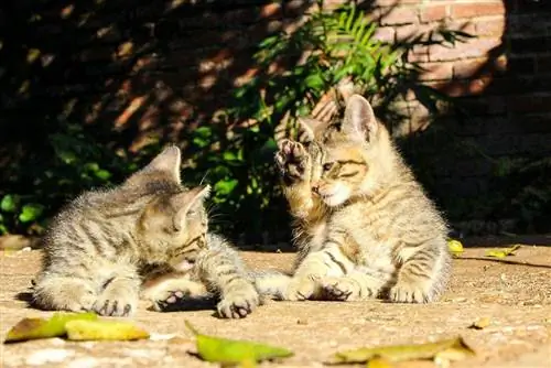 gatti che si puliscono da soli