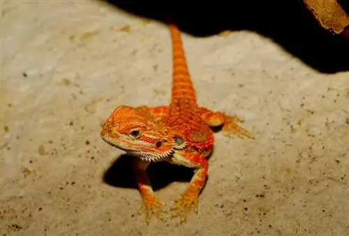 naga berjanggut merah di pasir